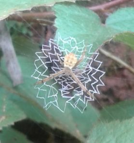 Picture of Argiope spp. (Garden Orb-weavers) - Dorsal