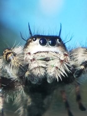 Picture of Phidippus otiosus (Canopy Jumping Spider) - Eyes