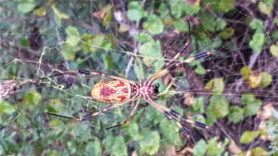 Picture of Trichonephila clavipes (Golden Silk Orb-weaver) - Female - Ventral,Webs