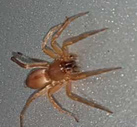 Picture of Clubiona spp. (Leaf-curling Sac Spiders) - Dorsal