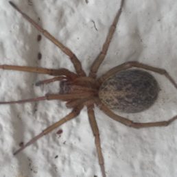 Featured spider picture of Eratigena agrestis (Hobo Spider)