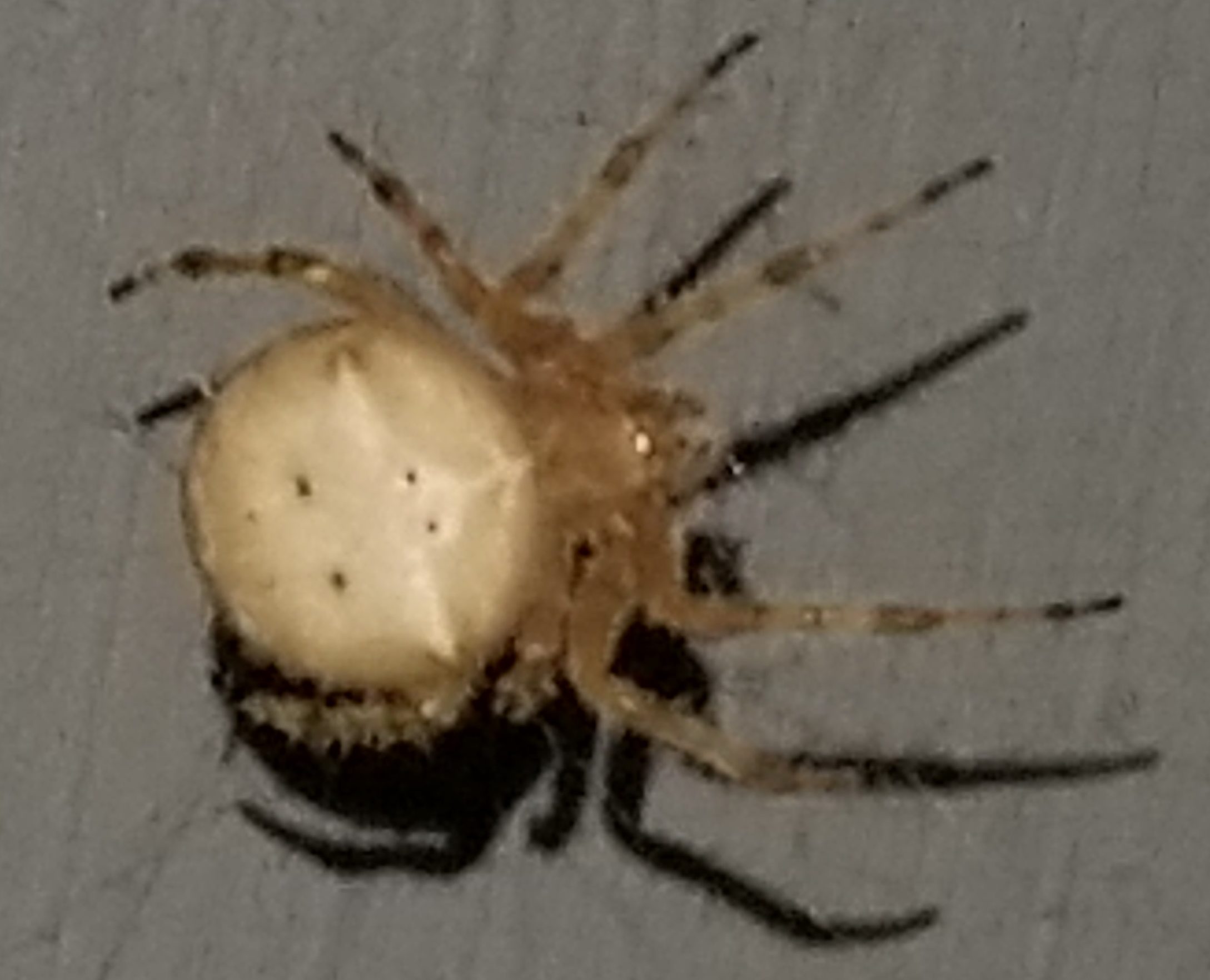 Picture of Araneus (Angulate & Round-shouldered Orb-weavers) - Female - Dorsal