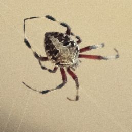 Featured spider picture of Neoscona domiciliorum (Spotted Orb-weaver)