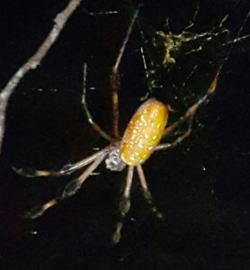 Picture of Trichonephila clavipes (Golden Silk Orb-weaver) - Female - Dorsal,Webs