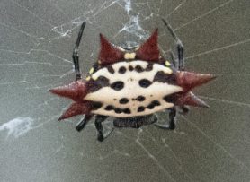 Picture of Gasteracantha cancriformis (Spiny-backed Orb-weaver) - Female - Dorsal,Webs