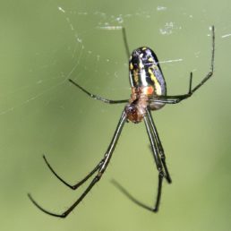 Featured spider picture of Leucauge argyra