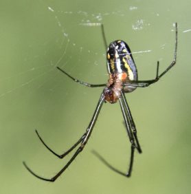 Picture of Leucauge argyra - Female - Ventral,Webs