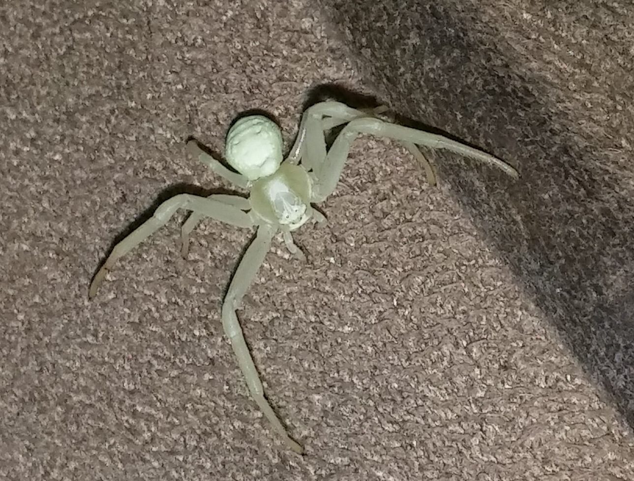 Picture of Misumena vatia (Golden-rod Crab Spider) - Dorsal