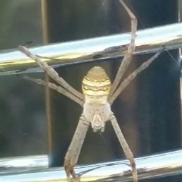 Featured spider picture of Argiope keyserlingi (St Andrew's Cross Spider)