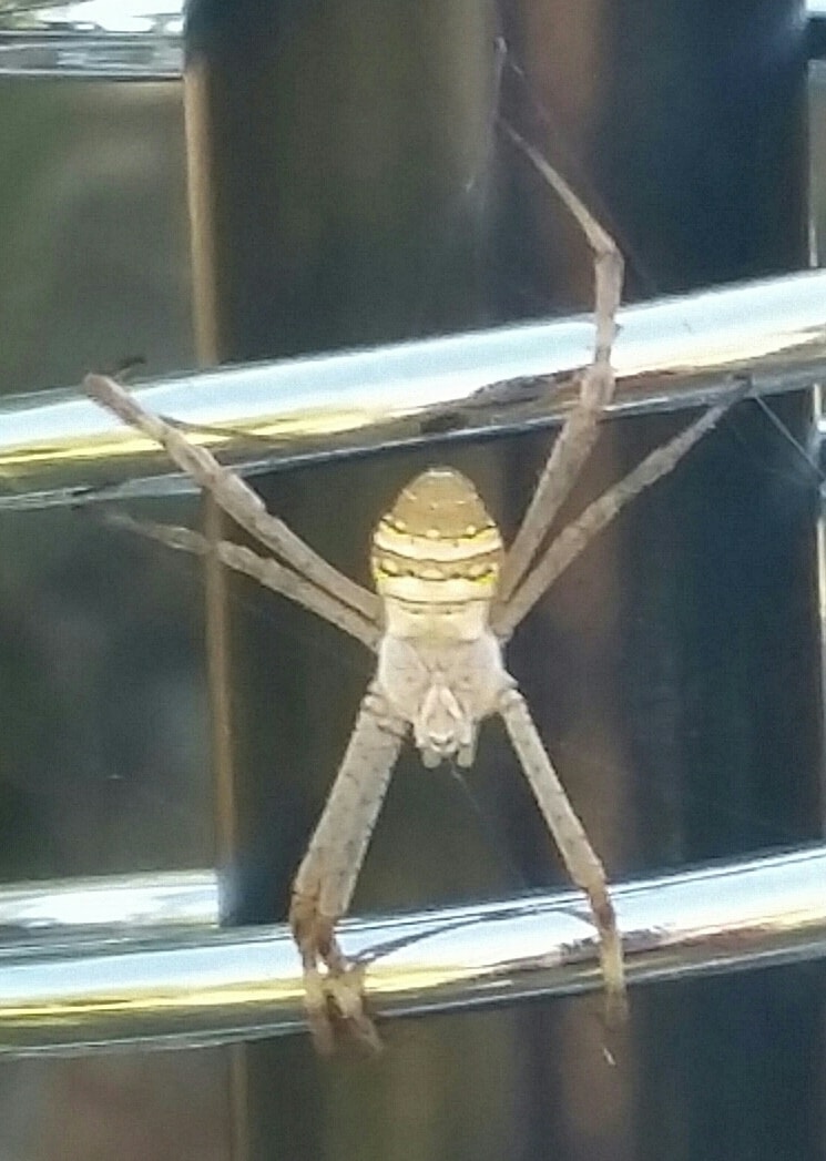 Picture of Argiope keyserlingi (St Andrew's Cross Spider) - Dorsal,Webs