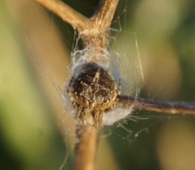 Picture of Agalenatea redii (Gorse Orb-weaver) - Dorsal,Webs