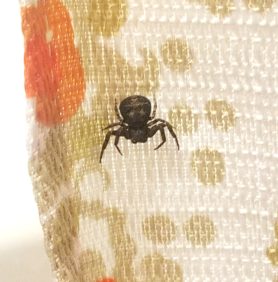 Picture of Bassaniana utahensis (Utah Crab Spider) - Dorsal