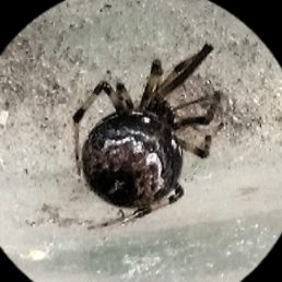 Featured spider picture of Parasteatoda tabulata