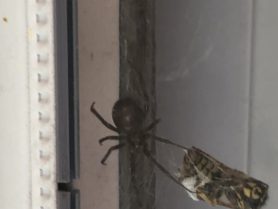Picture of Steatoda grossa (False Black Widow) - Dorsal,Webs,Prey