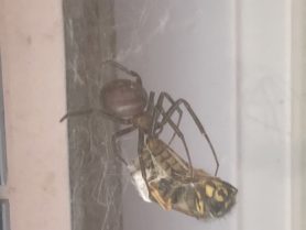 Picture of Steatoda grossa (False Black Widow) - Lateral,Webs,Prey