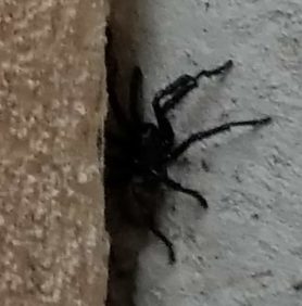 Picture of Bothriocyrtum californicum (California Trapdoor Spider) - Male - Lateral