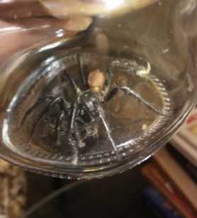 Picture of Bothriocyrtum californicum (California Trapdoor Spider) - Male