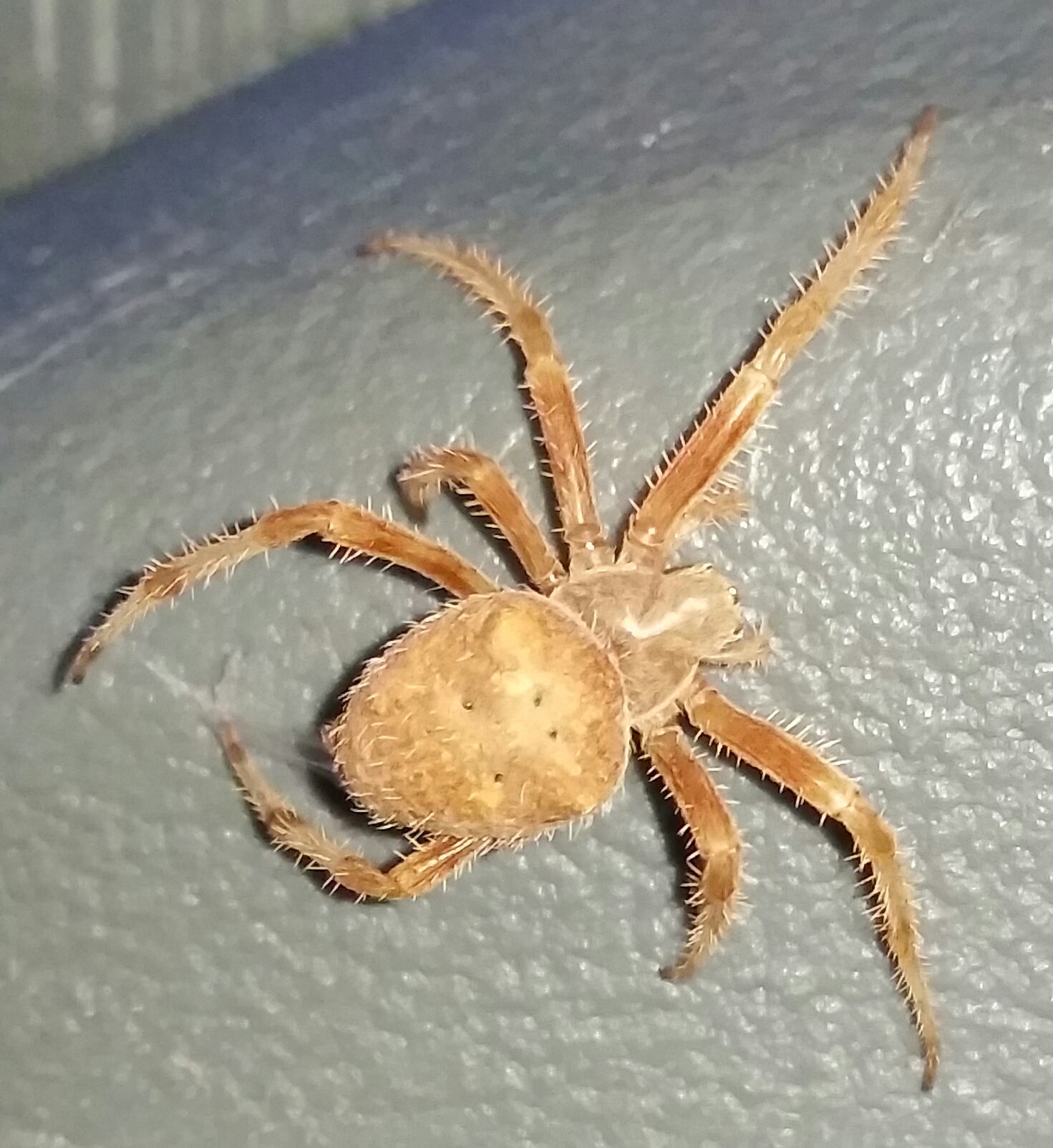Picture of Araneus (Angulate & Round-shouldered Orb-weavers) - Dorsal