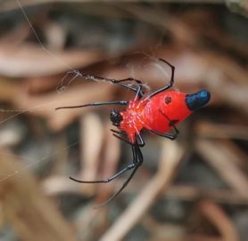 Picture of Leucauge licina (Dominican Spider) - Female - Ventral