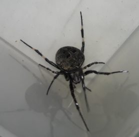Picture of Neoscona nautica (Brown Sailor Spider) - Female - Dorsal