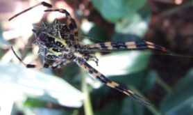 Picture of Argiope spp. (Garden Orb-weavers) - Ventral