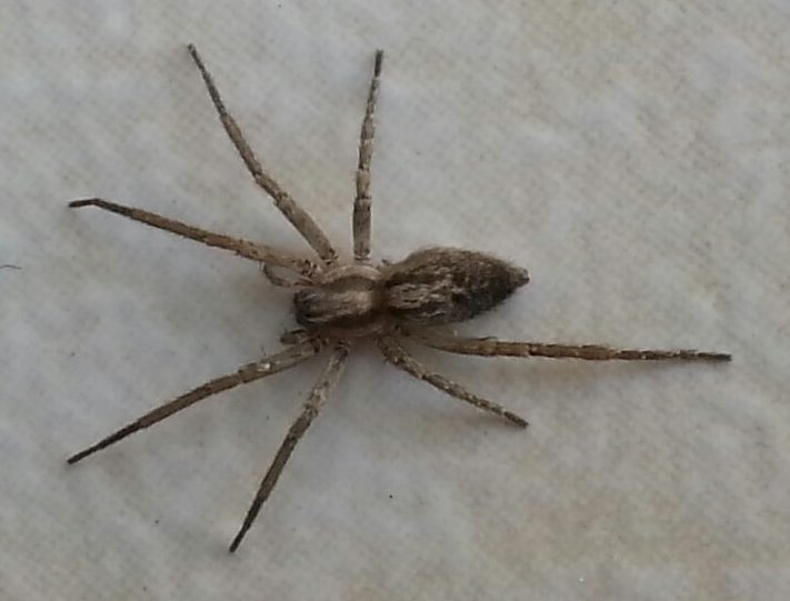 Picture of Anyphaenidae (Ghost Spiders) - Dorsal