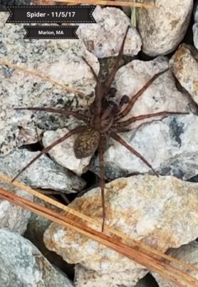 Picture of Coras spp. (Funnel Web Spiders) - Male - Dorsal