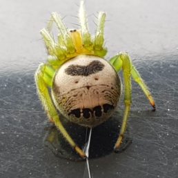 Featured spider picture of Araneus mitificus (Kidney Garden Spider)