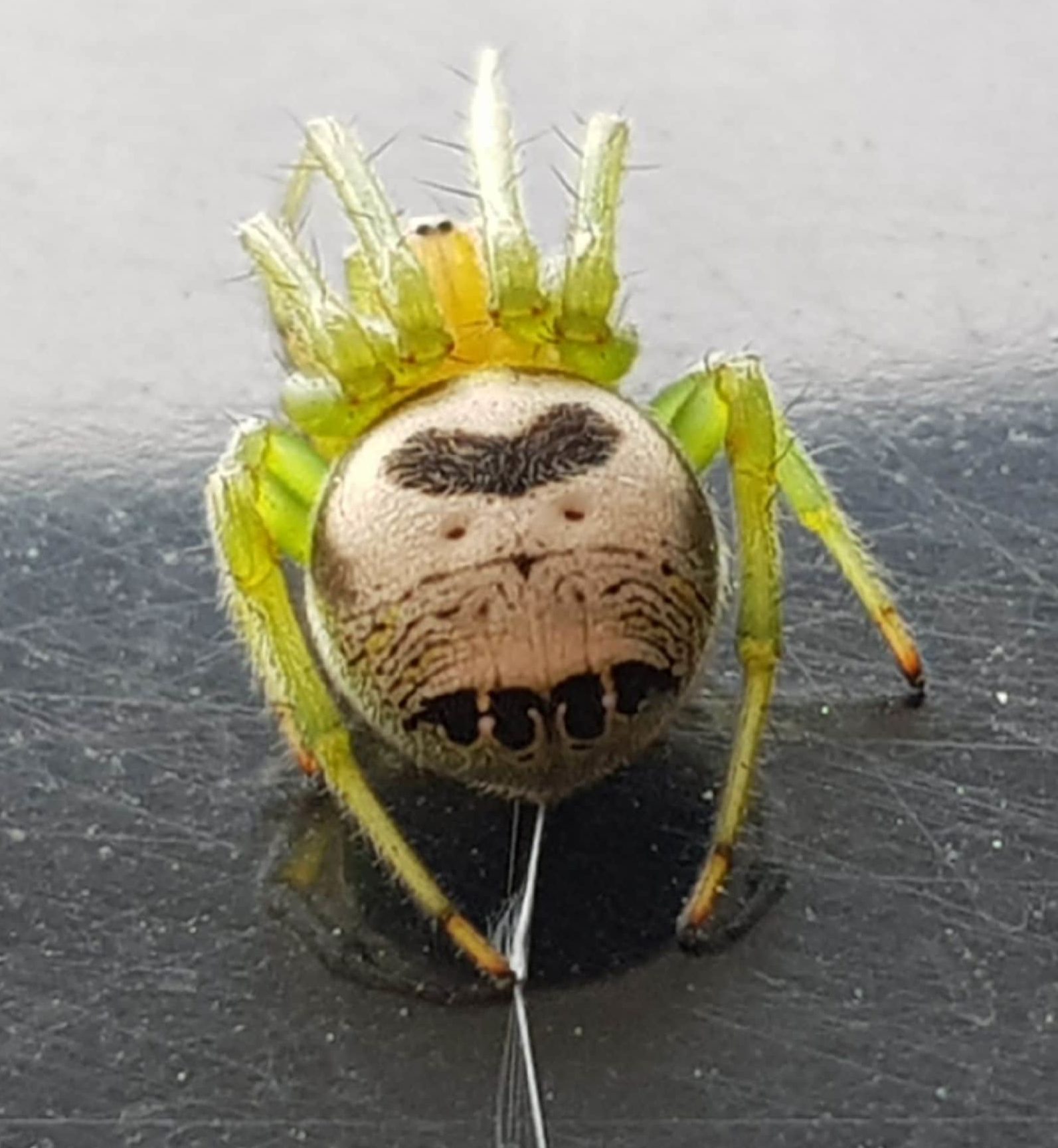 Picture of Araneus mitificus (Kidney Garden Spider)