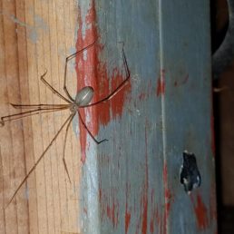 Featured spider picture of Pholcus phalangioides (Long-bodied Cellar Spider)
