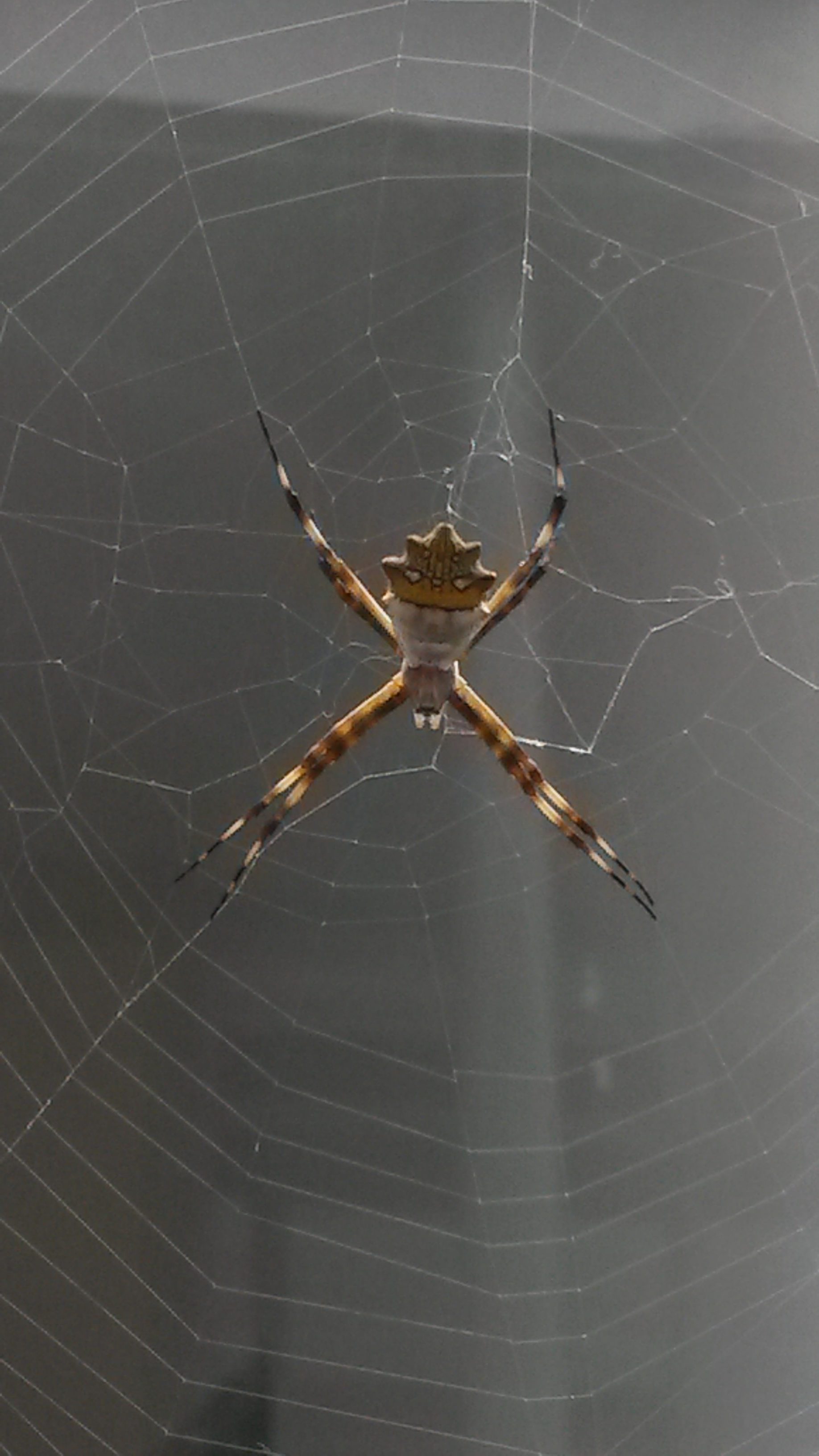 Picture of Argiope argentata (Silver Garden Spider) - Female - Dorsal,Webs