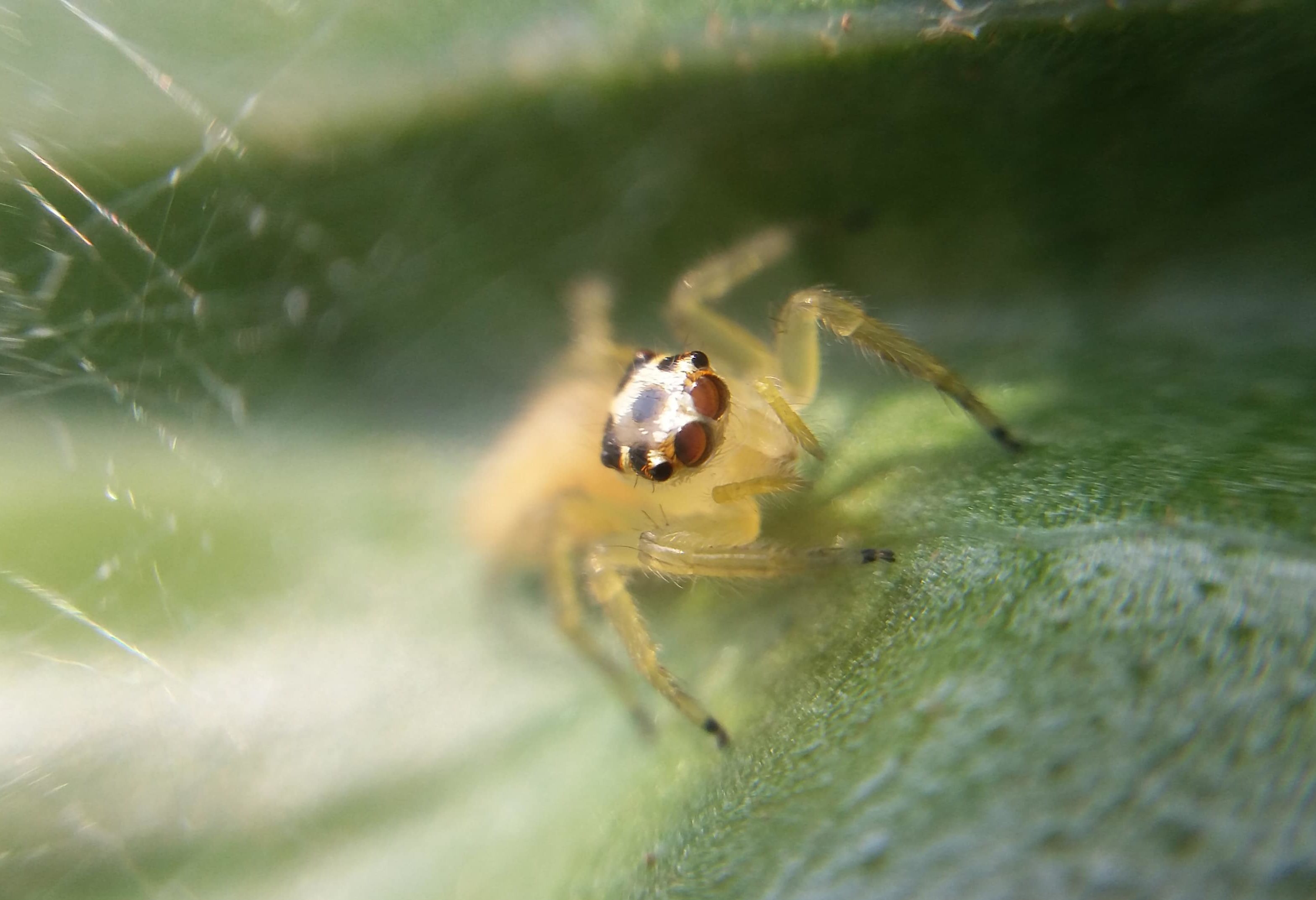 Picture of Telamonia dimidiata (Two-striped Jumper) - Eyes,Webs