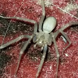 Featured spider picture of Loxosceles reclusa (Brown Recluse)