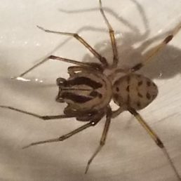 Featured spider picture of Scytodes lugubris