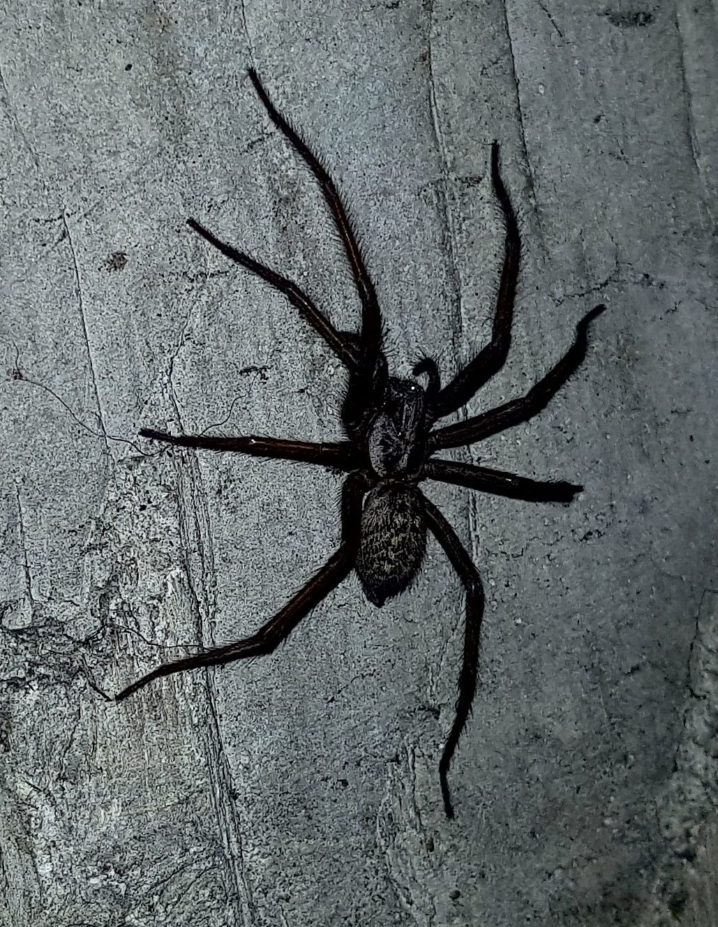 Picture of Eratigena atrica (Giant House Spider) - Lateral