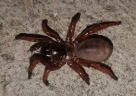 Picture of Euctenizidae (Wafer-lid Trapdoor Spiders) - Dorsal