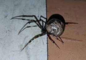 Picture of Parasteatoda tepidariorum (Common House Spider) - Lateral