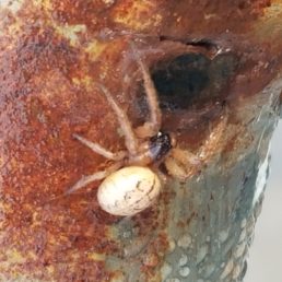 Featured spider picture of Metazygia wittfeldae