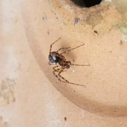 Featured spider picture of Neriene montana ( Old World Dome Sheet-web Weaver )