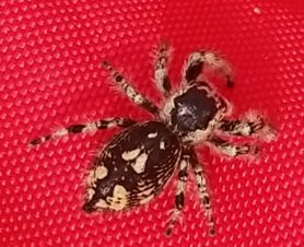 Picture of Phidippus otiosus (Canopy Jumping Spider) - Dorsal