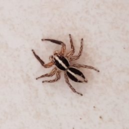 Featured spider picture of Plexippus paykulli (Pantropical Jumper)