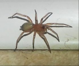 Picture of Gnaphosidae (Stealthy Ground Spiders) - Lateral