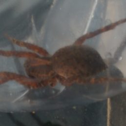 Featured spider picture of Varacosa avara