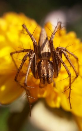 Picture of Oxyopes spp. - Dorsal,Eyes