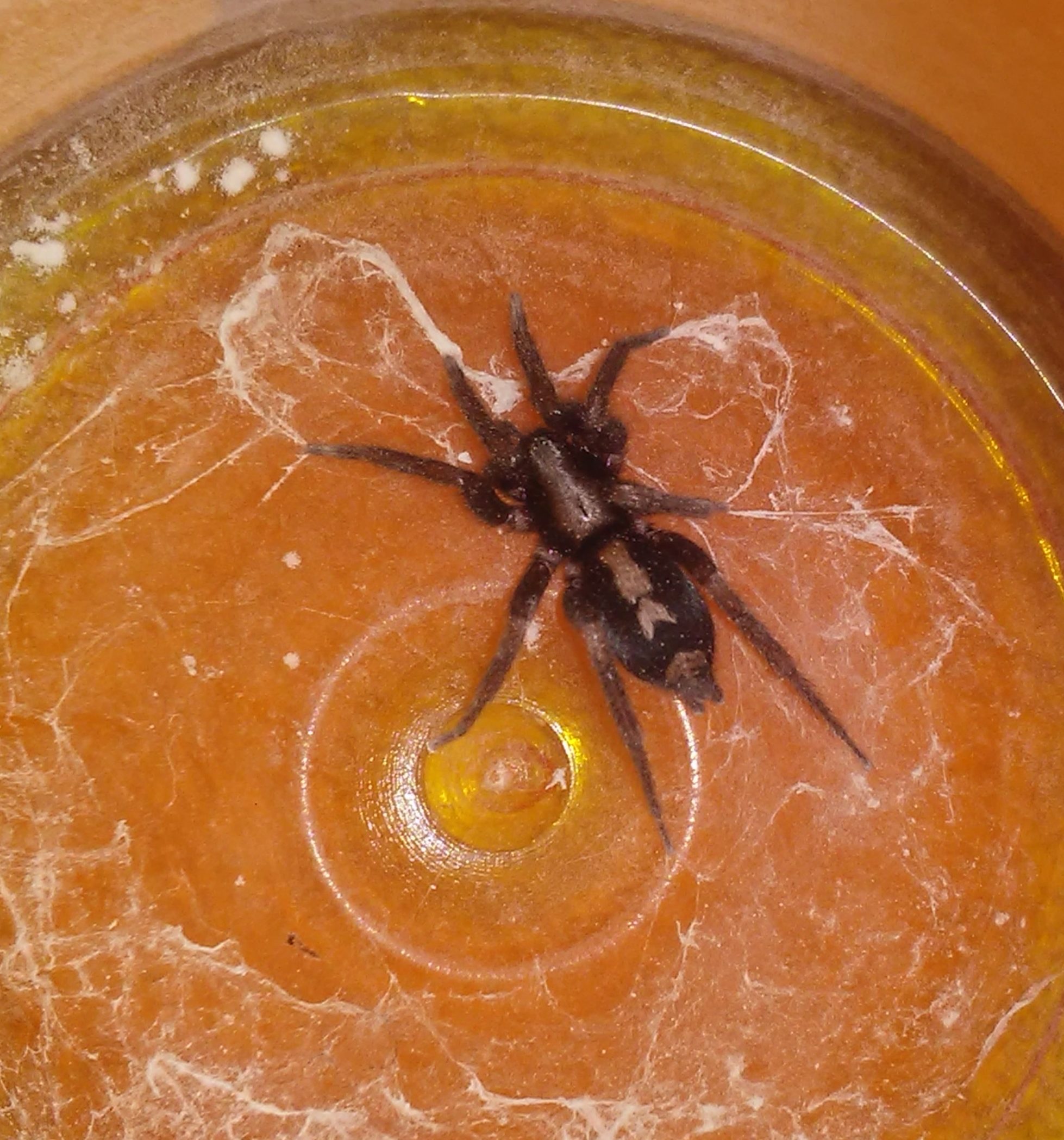 Picture of Herpyllus ecclesiasticus (Eastern Parson Spider) - Dorsal,Webs