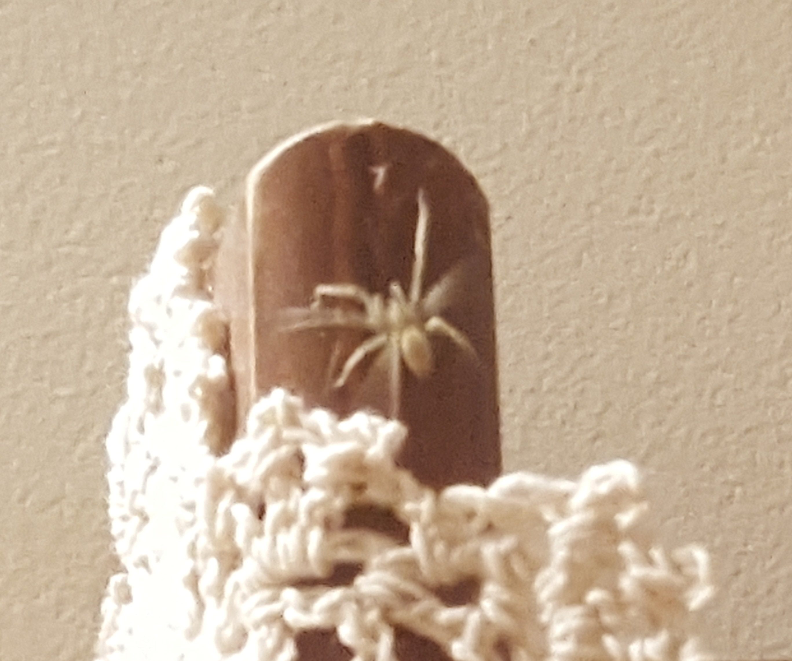 Picture of Cheiracanthium mildei (Long-legged Sac Spider)