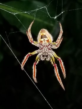 Picture of Eriophora ravilla (Tropical Orb-weaver) - Female - Ventral,Webs