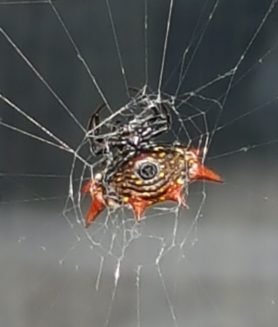 Picture of Gasteracantha cancriformis (Spiny-backed Orb-weaver) - Webs