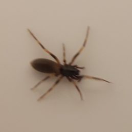 Featured spider picture of Harpactea hombergi (Stripe-legged Spider)