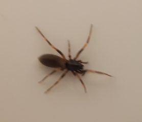 Picture of Harpactea hombergi (Stripe-legged Spider) - Dorsal